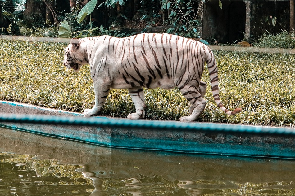 Kuala Lampur crianca00209